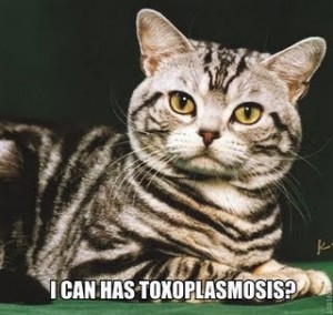 LOLCATS meme, is it free will? Or is it Toxo?