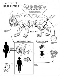 Toxo's lifecycle, not recommended for pregnant women